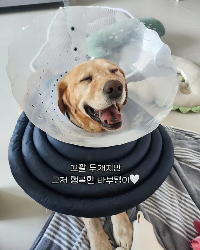 임시보호가 만든 표정 ! 집, 짱 좋다 ! 현장 사진