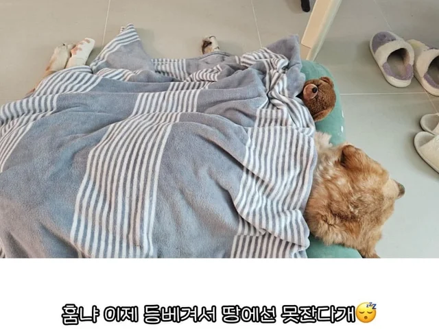 임시보호가 만든 표정 ! 집, 짱 좋다 ! 현장 사진
