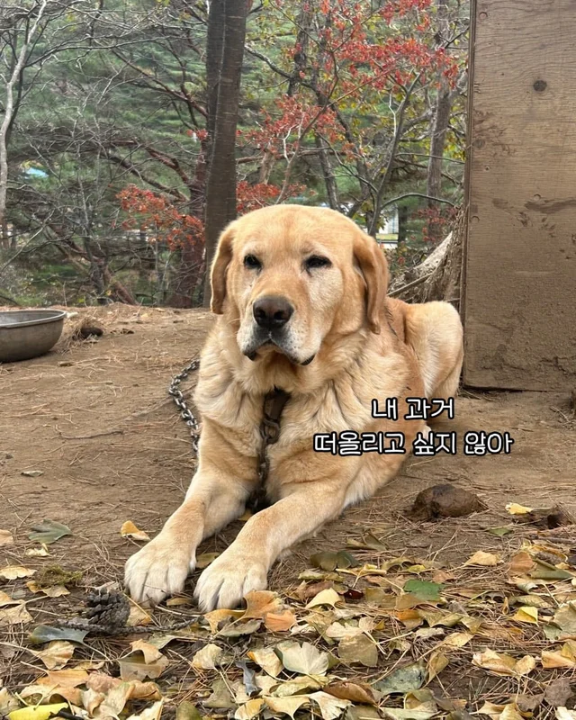임시보호가 만든 표정 ! 집, 짱 좋다 ! 현장 사진