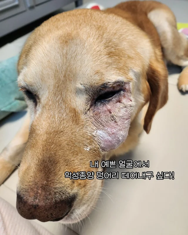 임시보호가 만든 표정 ! 집, 짱 좋다 ! 현장 사진