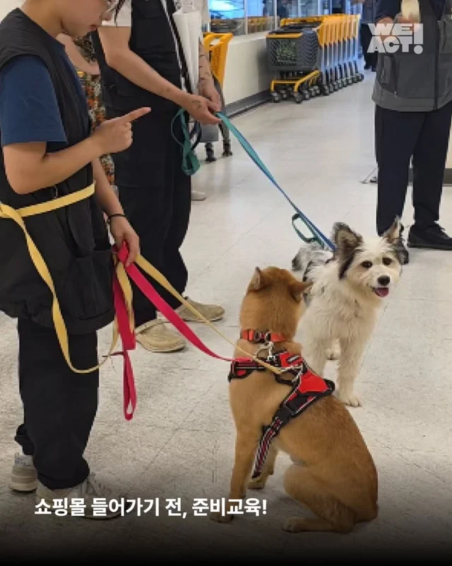 위액트제트, 위액트카미, 위액트밀키 현장 사진