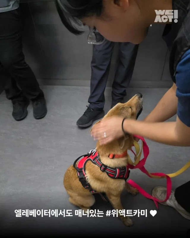 위액트제트, 위액트카미, 위액트밀키 현장 사진
