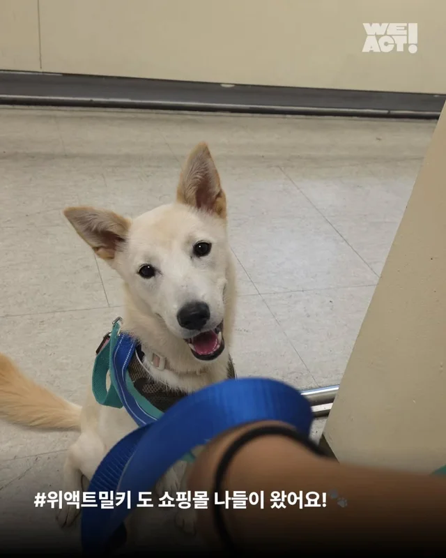 위액트제트, 위액트카미, 위액트밀키 현장 사진