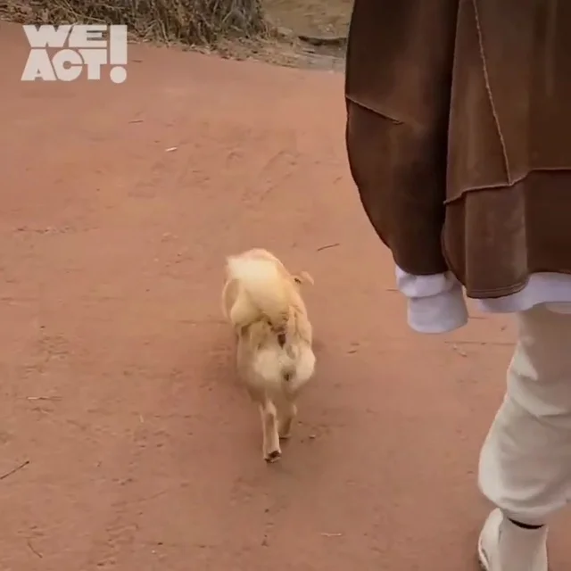 강화도피부병방치학대 현장 사진