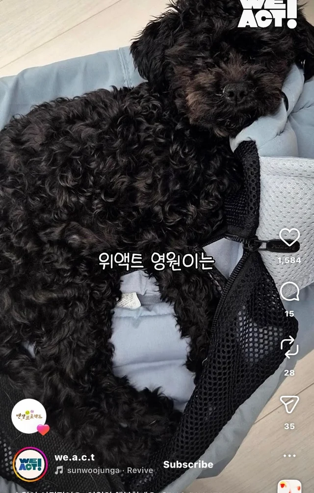 소원이 이뤄졌어요 영원히 행복할게요 현장 사진