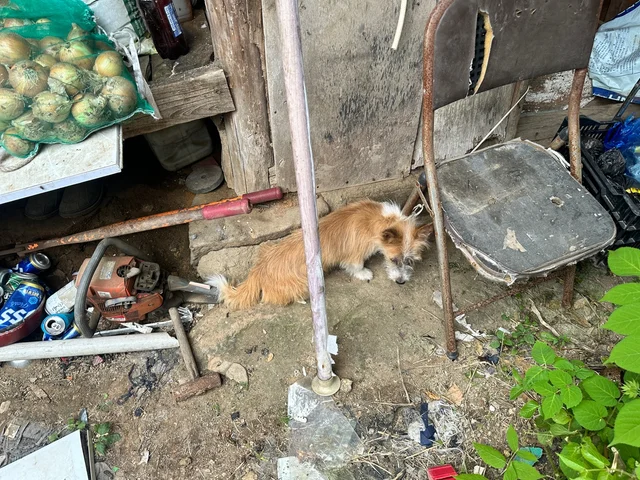 아산 애니멀 호더 현장 사진