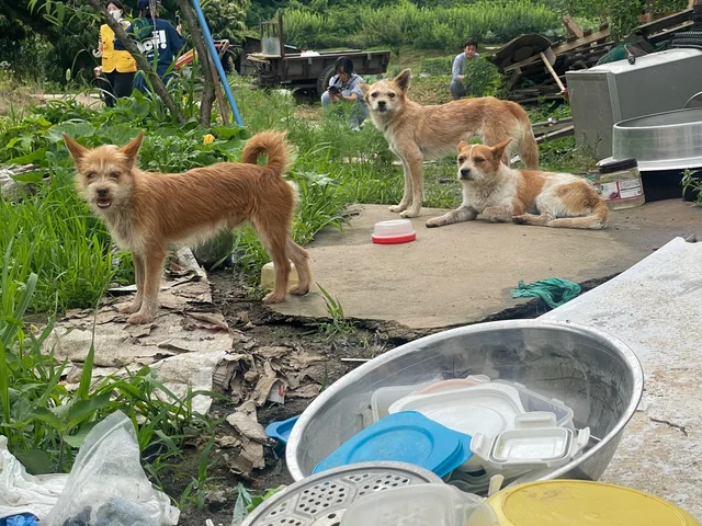 아산 애니멀 호더 현장 사진