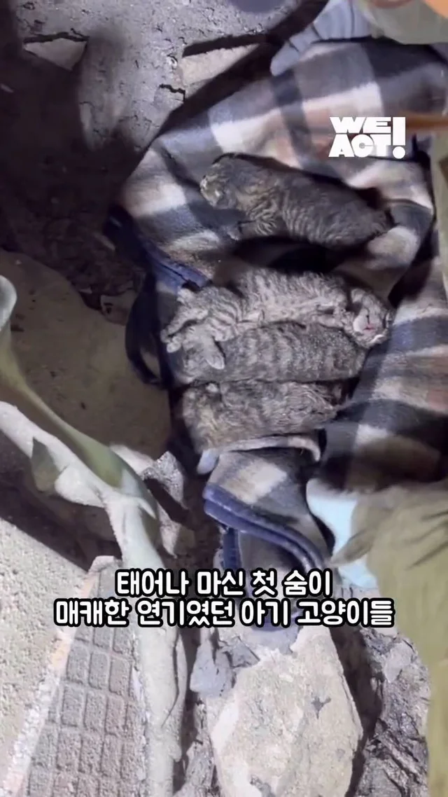 잿더미 속 아기 고양이, 이젠 귀여운 막내딸! 현장 사진