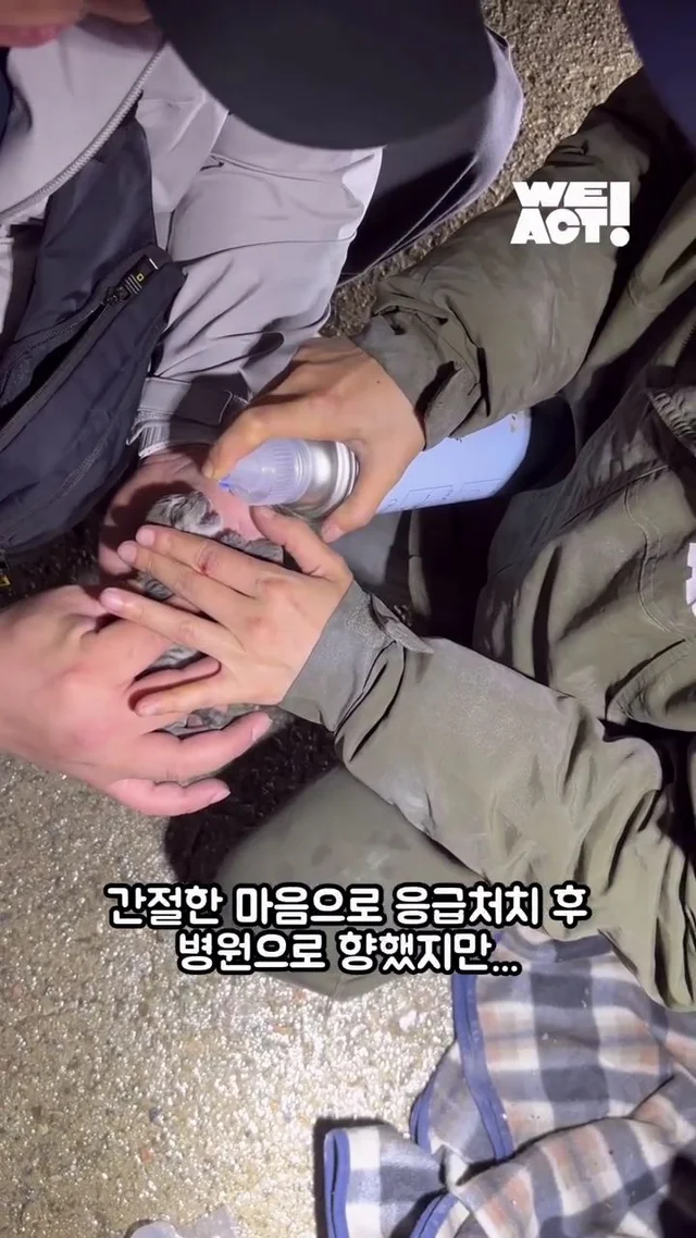 잿더미 속 아기 고양이, 이젠 귀여운 막내딸! 현장 사진