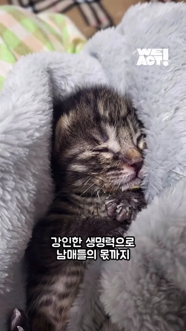 잿더미 속 아기 고양이, 이젠 귀여운 막내딸! 현장 사진