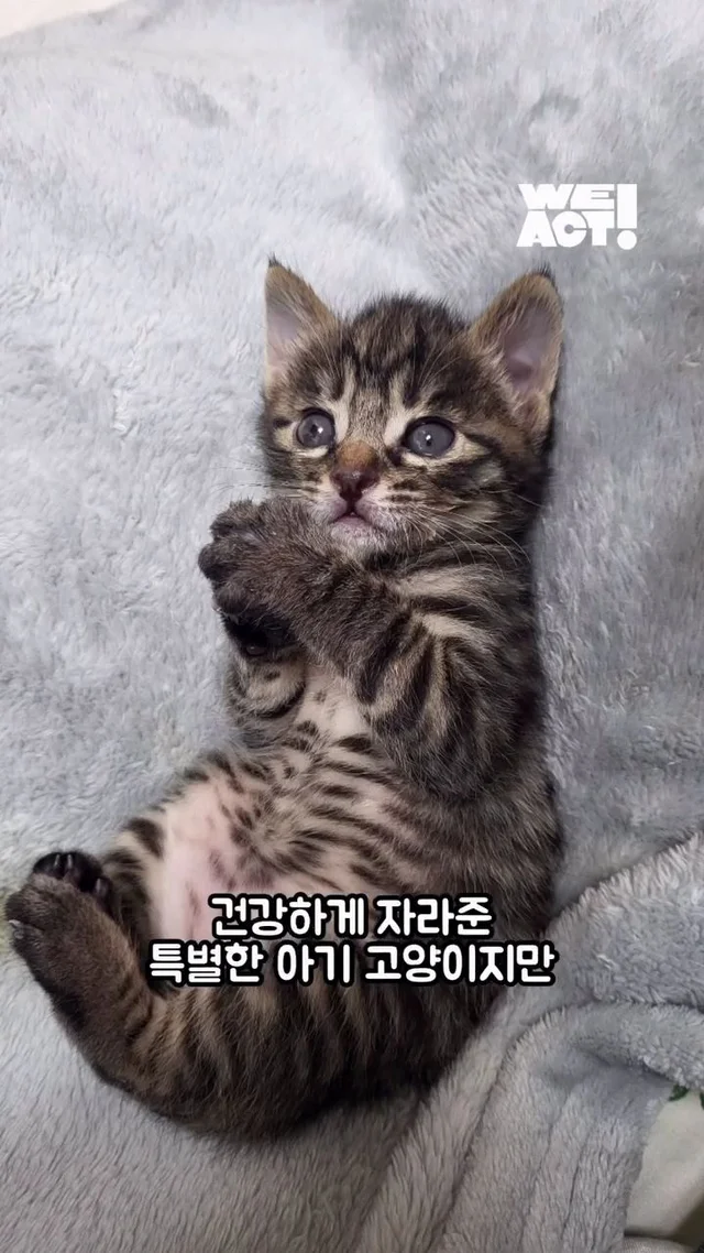 잿더미 속 아기 고양이, 이젠 귀여운 막내딸! 현장 사진