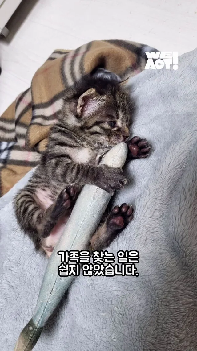 잿더미 속 아기 고양이, 이젠 귀여운 막내딸! 현장 사진