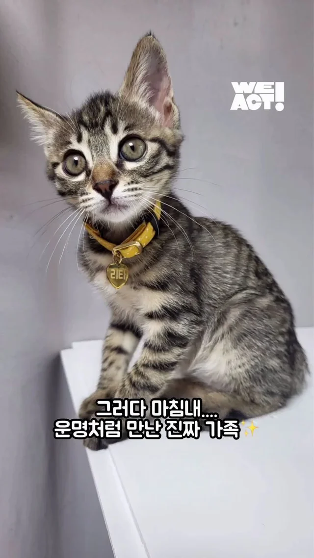잿더미 속 아기 고양이, 이젠 귀여운 막내딸! 현장 사진