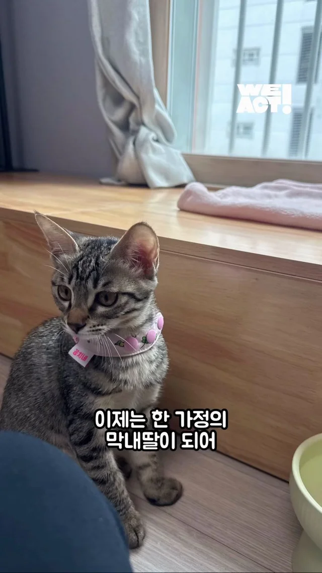 잿더미 속 아기 고양이, 이젠 귀여운 막내딸! 현장 사진