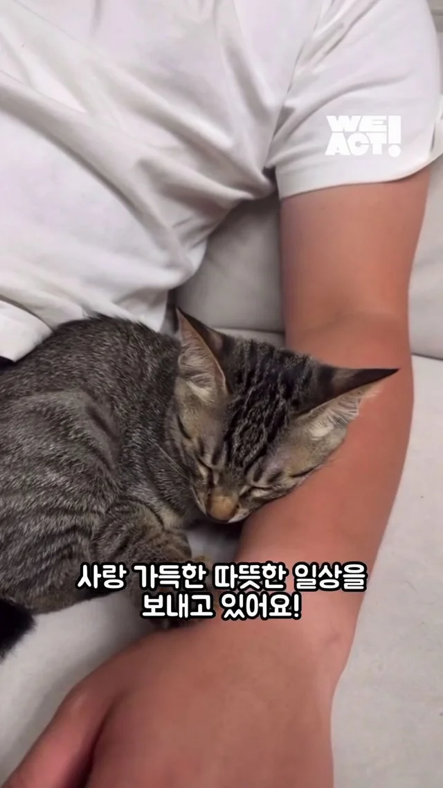 잿더미 속 아기 고양이, 이젠 귀여운 막내딸! 현장 사진