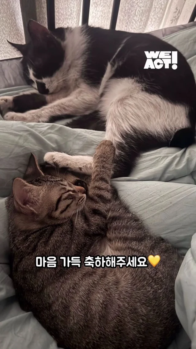 잿더미 속 아기 고양이, 이젠 귀여운 막내딸! 현장 사진