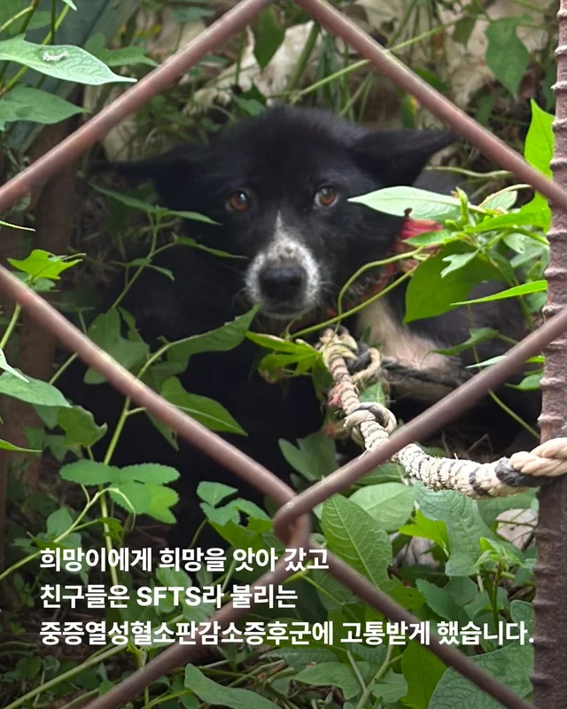 희망이 학대자를 고발했습니다 현장 사진
