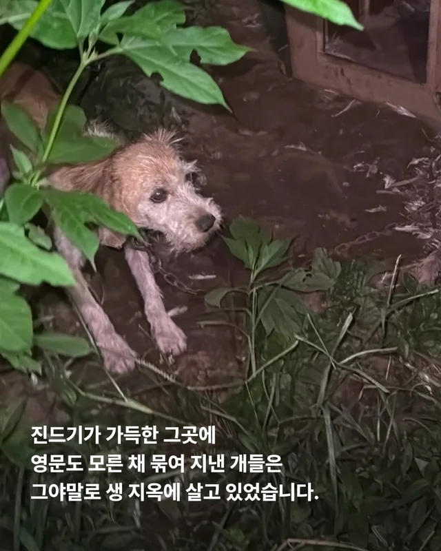 희망이 학대자를 고발했습니다 현장 사진