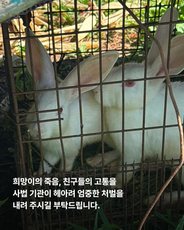 희망이 학대자를 고발했습니다 현장 사진