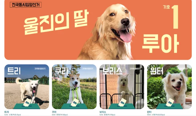 "멍멍, 저를 뽑아주세요" 선거 콘셉트 구조견 입양 행.. 보도 사진