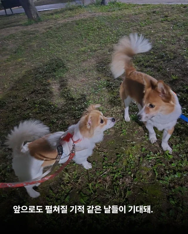 가족 품에서 더욱 빛나는 꼬리펠러 ! 현장 사진