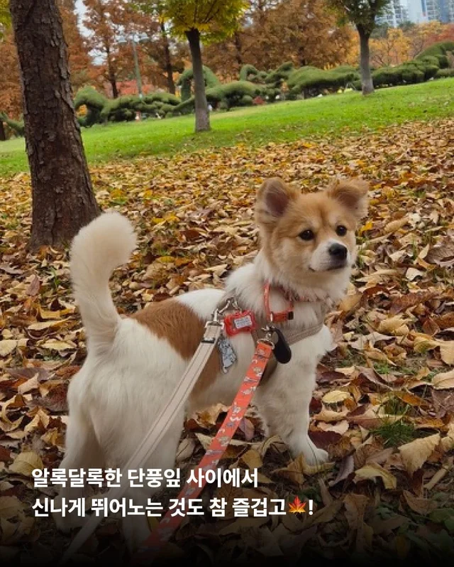 가족 품에서 더욱 빛나는 꼬리펠러 ! 현장 사진