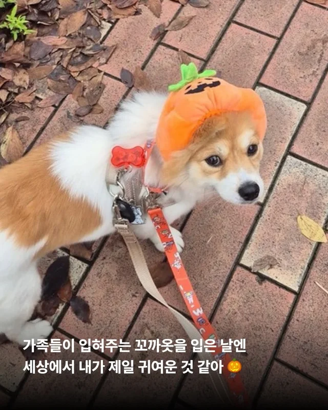 가족 품에서 더욱 빛나는 꼬리펠러 ! 현장 사진
