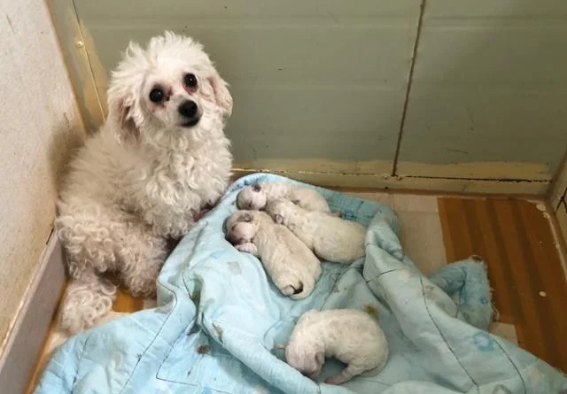 "비숑 290마리 살려주세요" 합법 번식업자가 동물단체.. 보도 사진