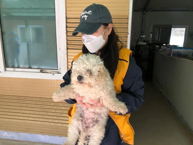 "비숑 290마리 살려주세요" 합법 번식업자가 동물단체.. 보도 사진