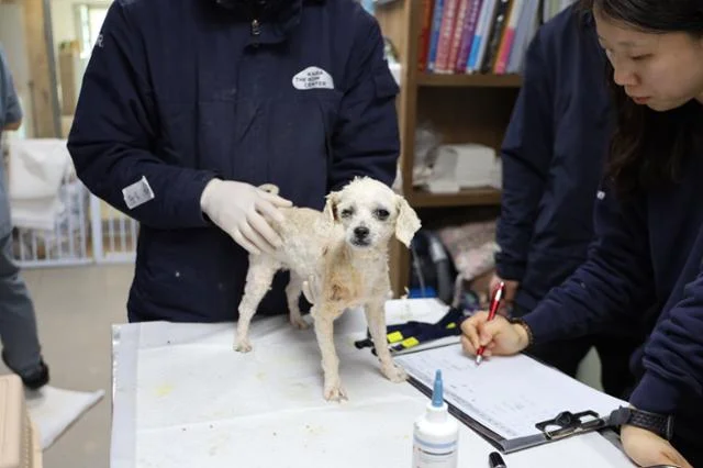 "비숑 290마리 살려주세요" 합법 번식업자가 동물단체.. 보도 사진