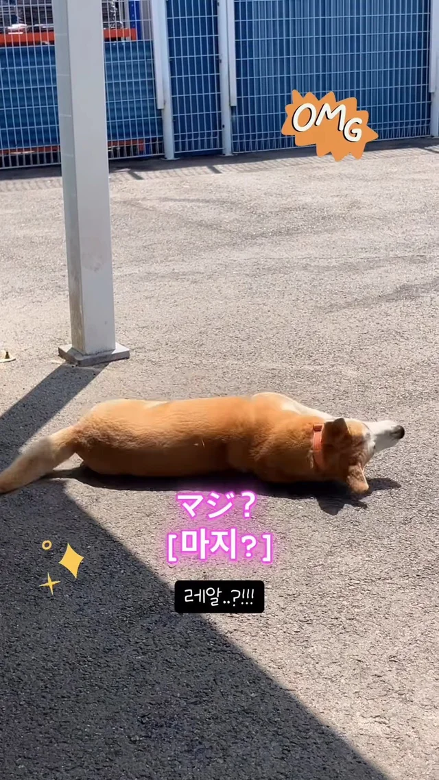 진도 얏호 현장 사진