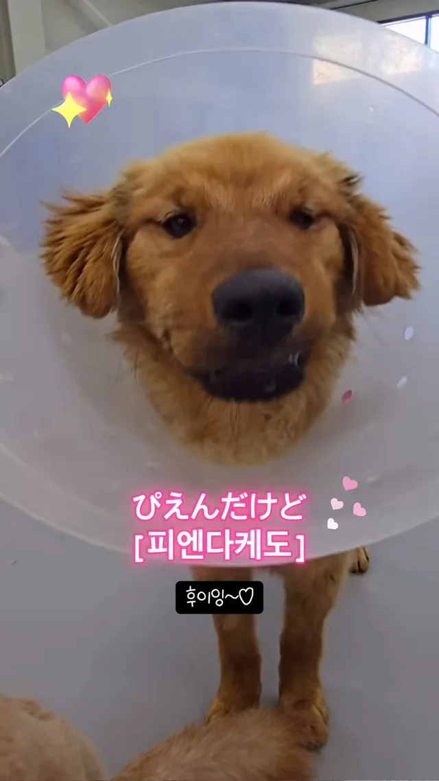 진도 얏호 현장 사진