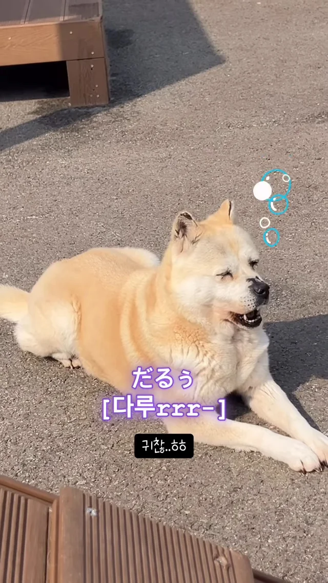 진도 얏호 현장 사진