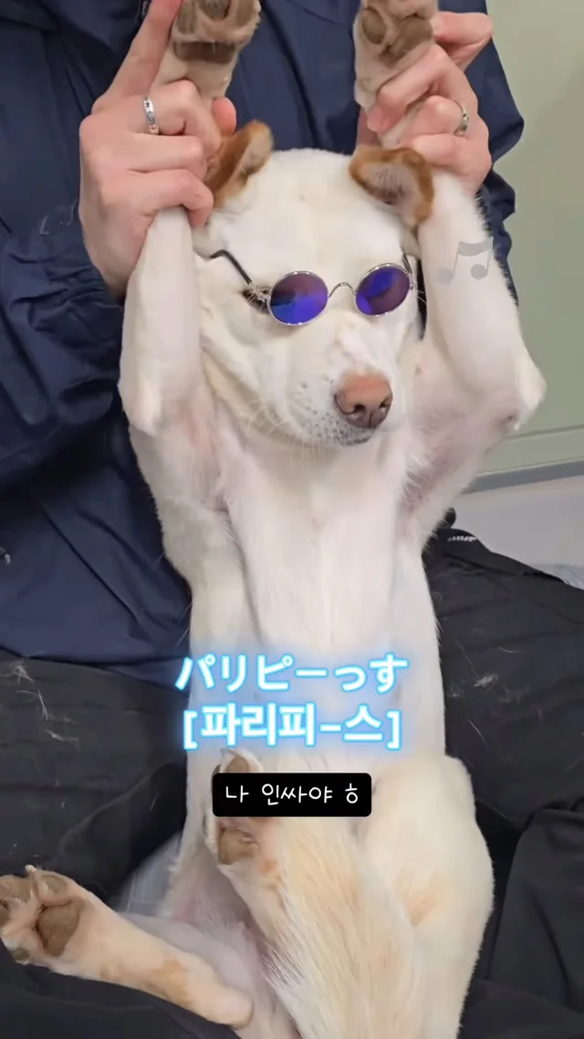 진도 얏호 현장 사진