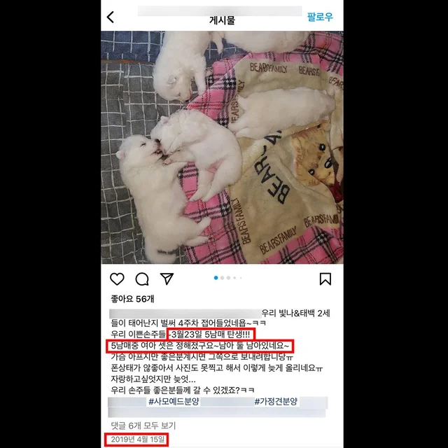 대물림된번식견 현장 사진