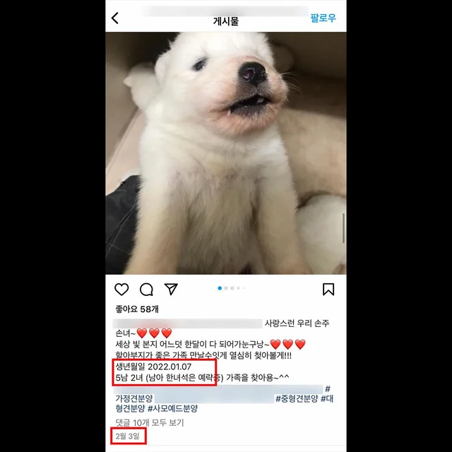 대물림된번식견 현장 사진