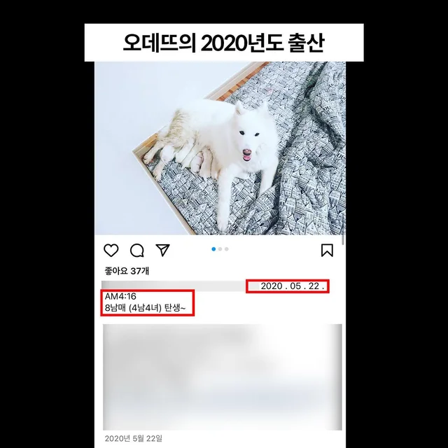 대물림된번식견 현장 사진