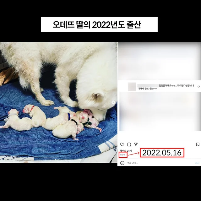 대물림된번식견 현장 사진