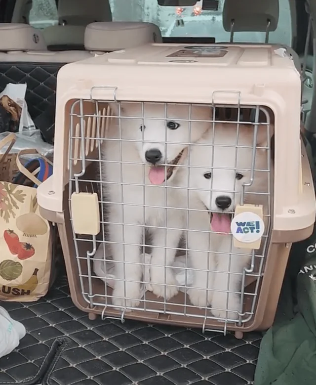 대물림된번식견 현장 사진