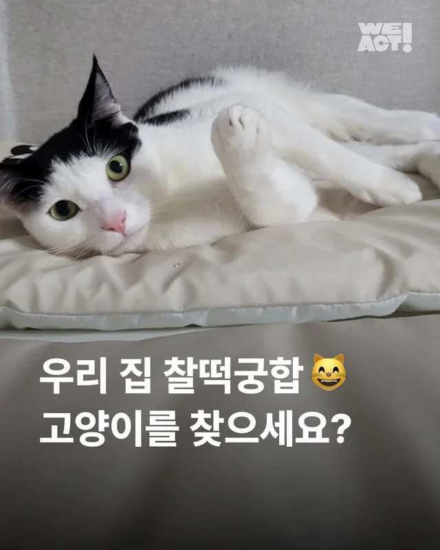 우리 집 찰떡궁합 고양이를 찾으세요 ? 현장 사진