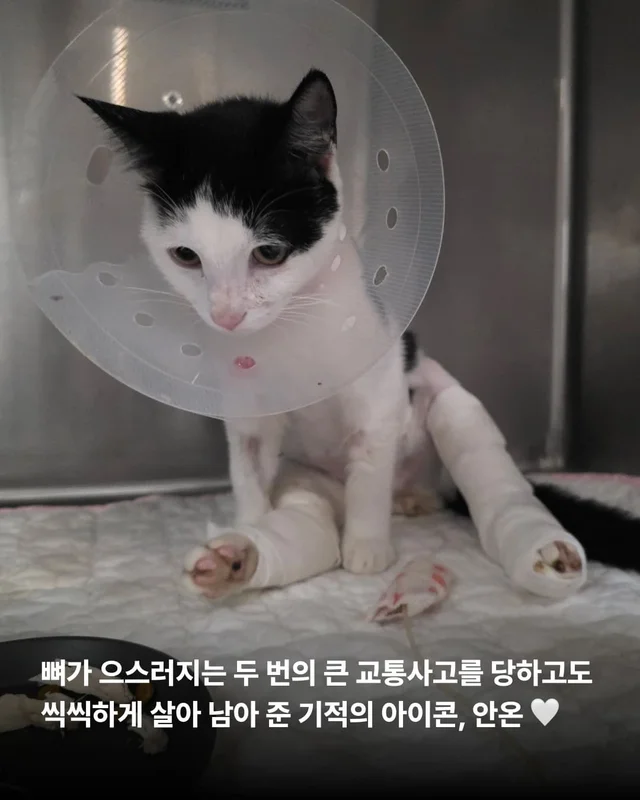 우리 집 찰떡궁합 고양이를 찾으세요 ? 현장 사진