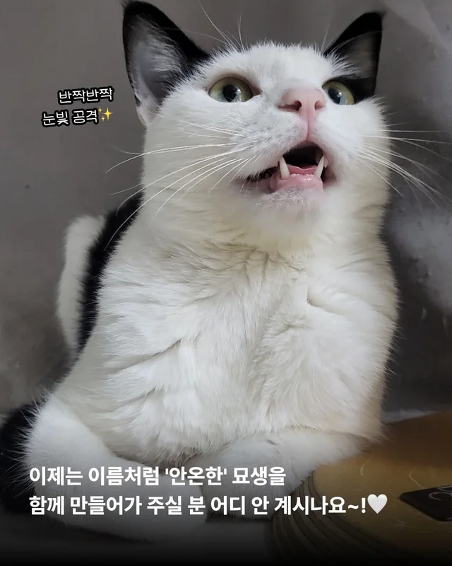 우리 집 찰떡궁합 고양이를 찾으세요 ? 현장 사진