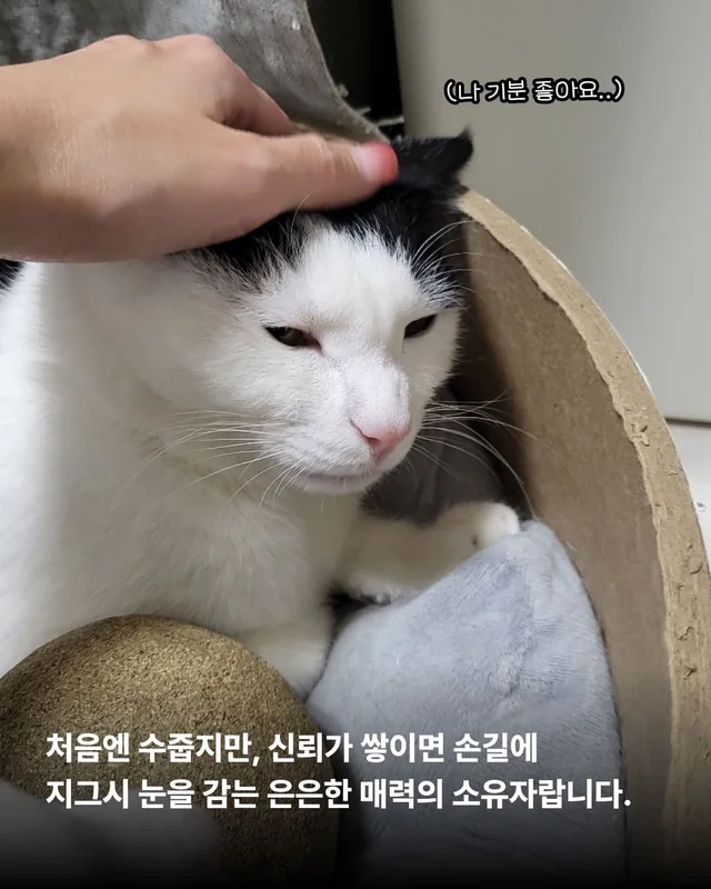 우리 집 찰떡궁합 고양이를 찾으세요 ? 현장 사진