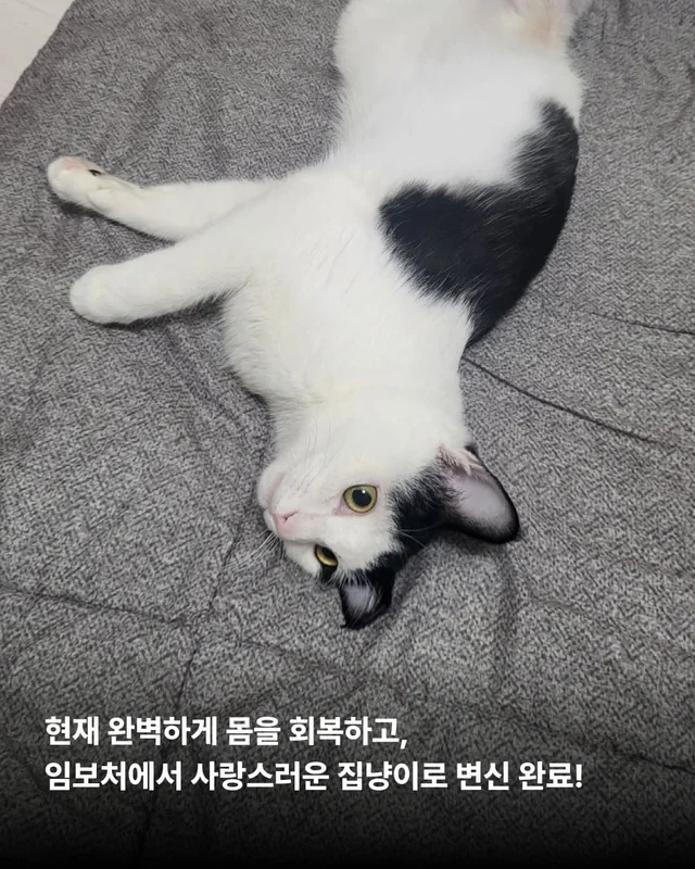 우리 집 찰떡궁합 고양이를 찾으세요 ? 현장 사진