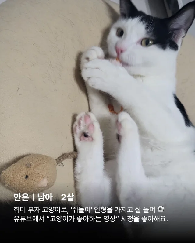 우리 집 찰떡궁합 고양이를 찾으세요 ? 현장 사진