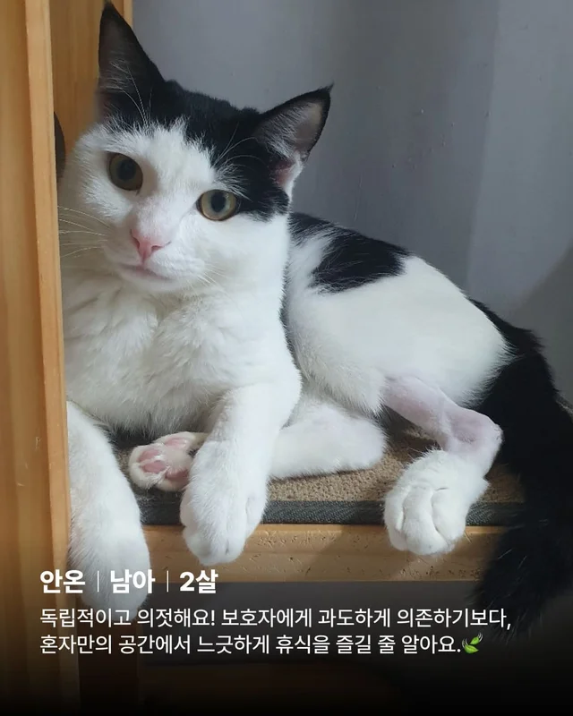 우리 집 찰떡궁합 고양이를 찾으세요 ? 현장 사진