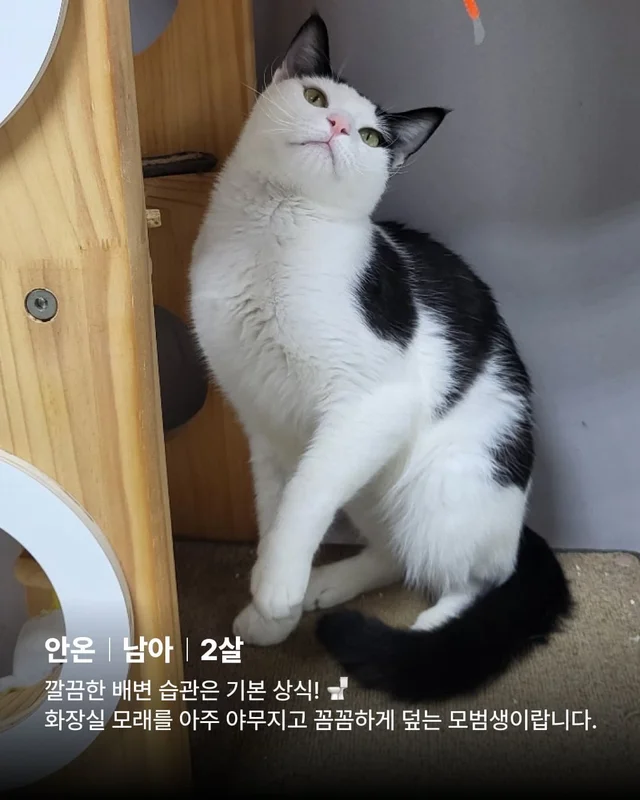 우리 집 찰떡궁합 고양이를 찾으세요 ? 현장 사진