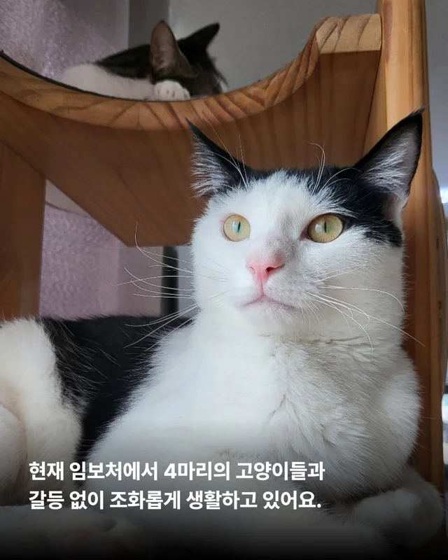 우리 집 찰떡궁합 고양이를 찾으세요 ? 현장 사진