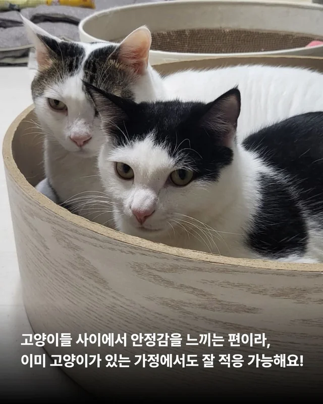 우리 집 찰떡궁합 고양이를 찾으세요 ? 현장 사진