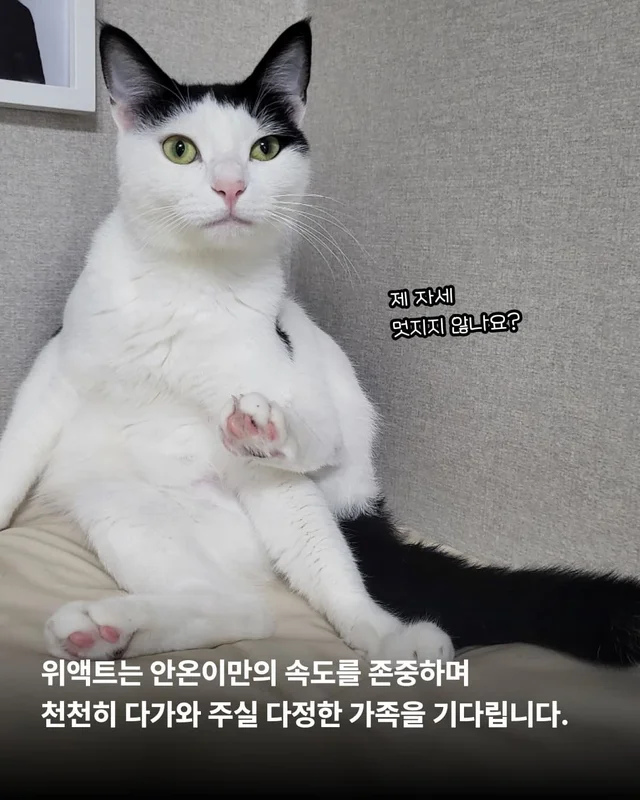 우리 집 찰떡궁합 고양이를 찾으세요 ? 현장 사진